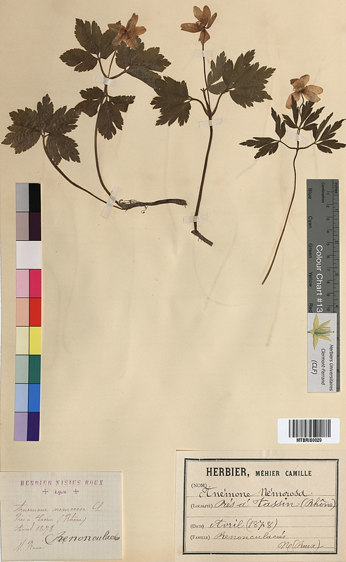 Anemone nemorosa (Ranunculaceae)