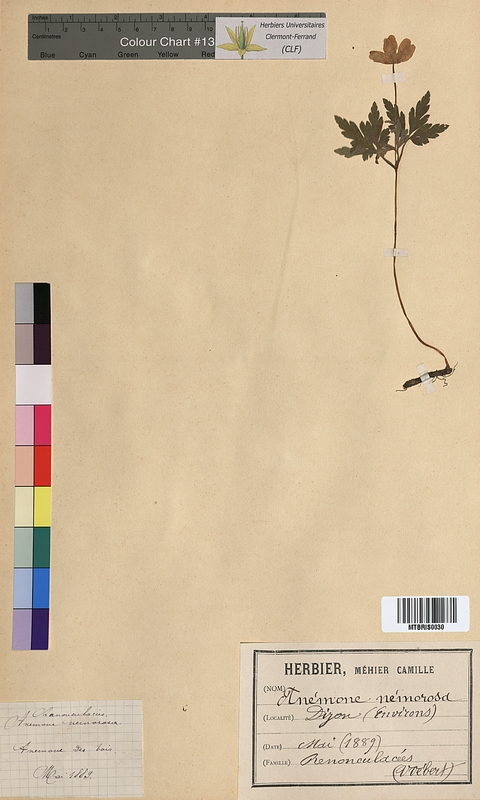 Anemone nemorosa (Ranunculaceae)