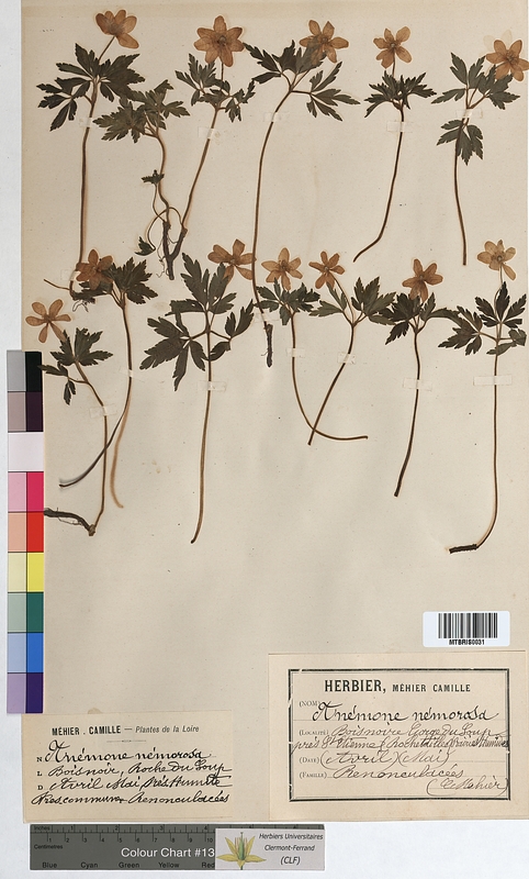 Anemone nemorosa (Ranunculaceae)