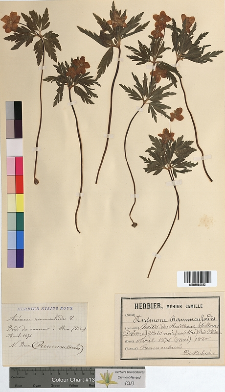 Anemone ranunculoides (Ranunculaceae)