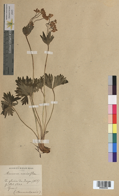 Anemone narcissiflora (Ranunculaceae)