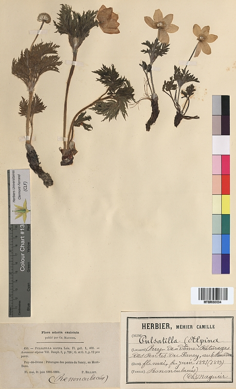 Pulsatilla alpina (Ranunculaceae)
