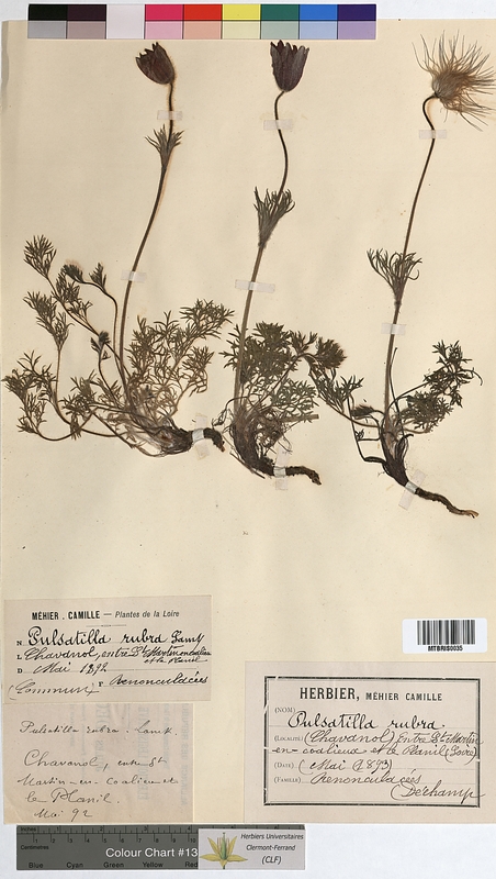 Pulsatilla rubra (Ranunculaceae)