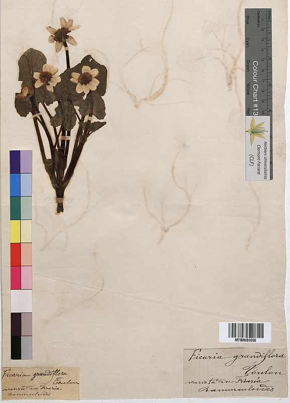 Ficaria grandiflora (Ranunculaceae)