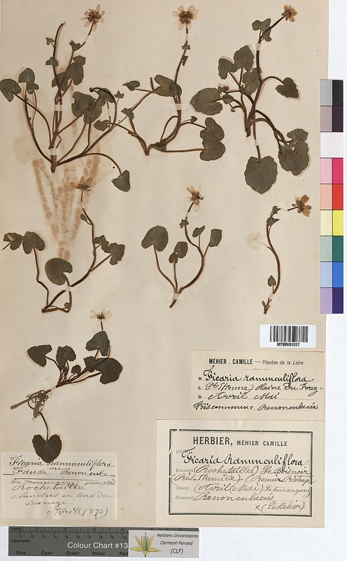 Ficaria ranunculiflora (Ranunculaceae)