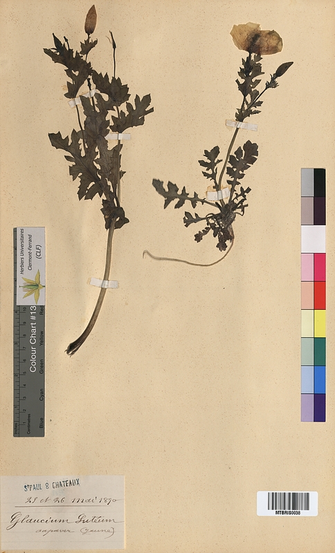 Glaucium luteum (Papaveraceae)