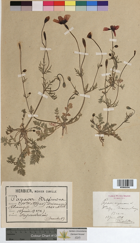 Papaver argemone (Papaveraceae)