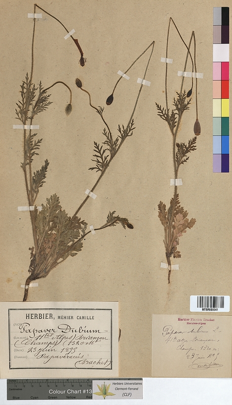 Papaver dubium (Papaveraceae)