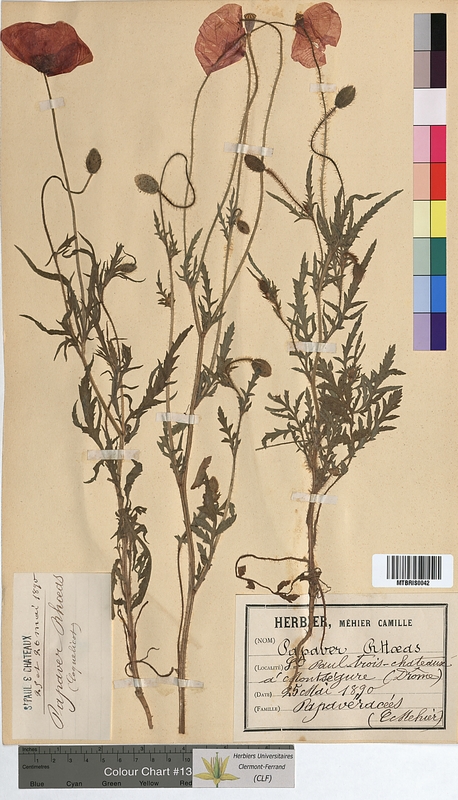 Papaver rhoeas (Papaveraceae)