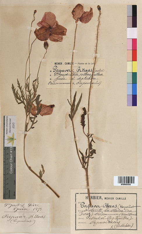 Papaver rhoeas (Papaveraceae)