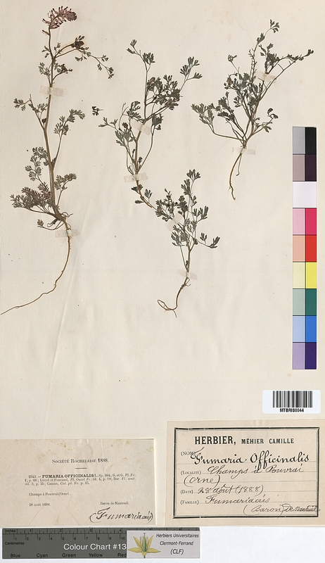 Fumaria officinalis (Fumariaceae)