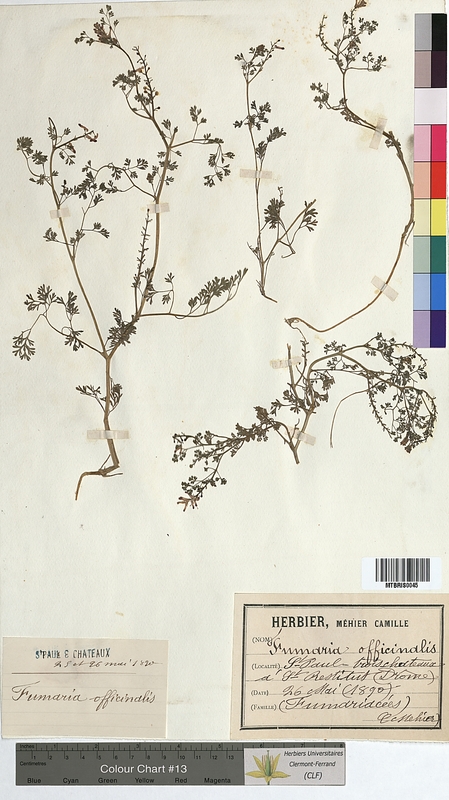 Fumaria officinalis (Fumariaceae)