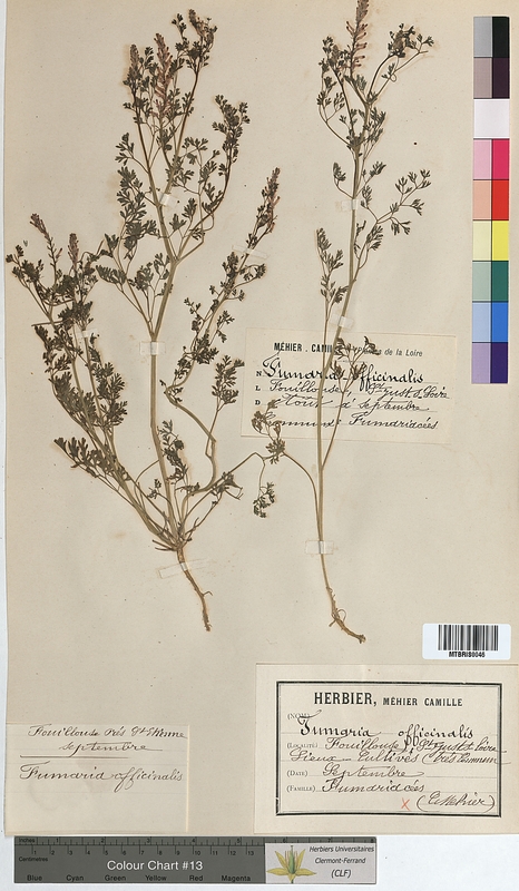Fumaria officinalis (Fumariaceae)