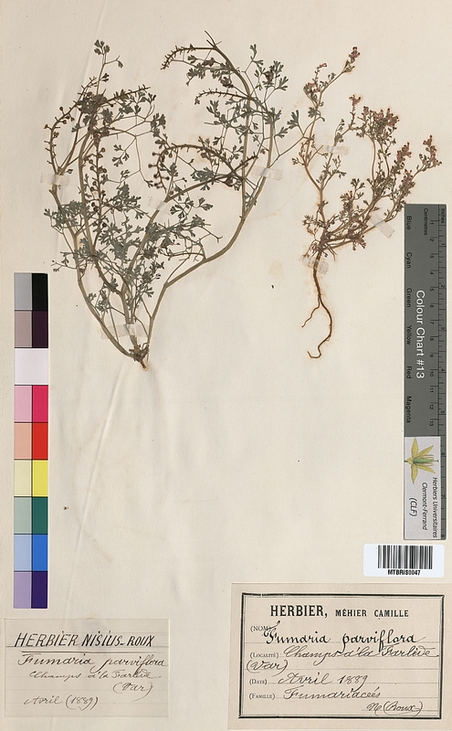 Fumaria parviflora (Fumariaceae)