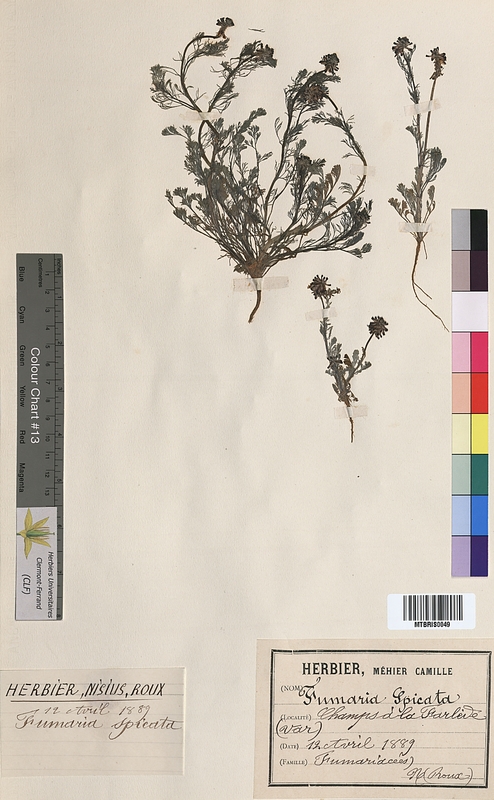Fumaria spicata (Fumariaceae)