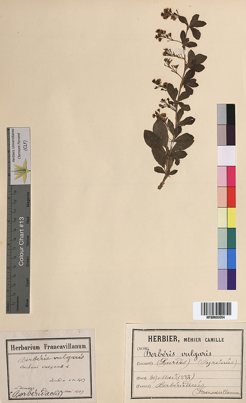 Berberis vulgaris (Berberidaceae)