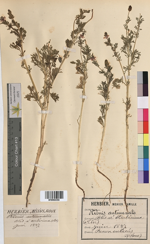 Adonis autumnalis (Ranunculaceae)