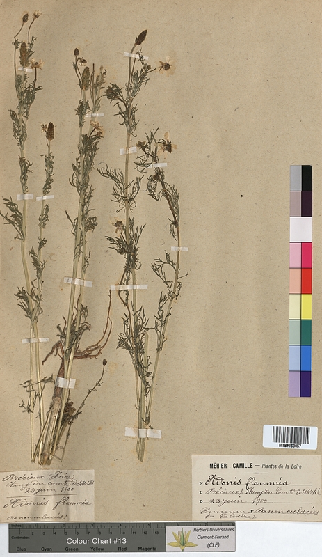 Adonis flammea (Ranunculaceae)