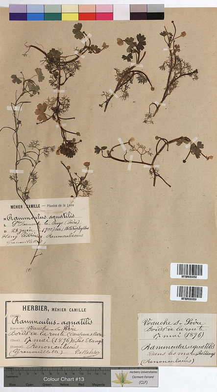Ranunculus aquatilis (Ranunculaceae)