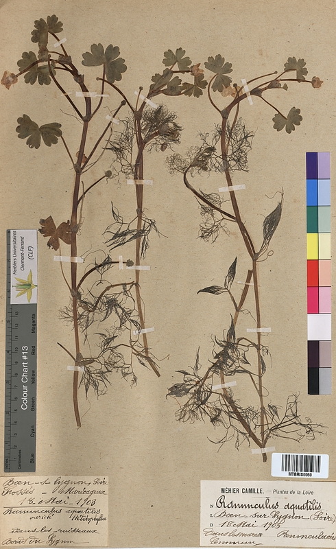 Ranunculus aquatilis (Ranunculaceae)