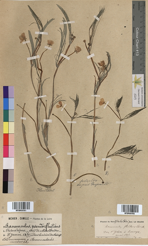 Ranunculus pseudofluitans (Ranunculaceae)