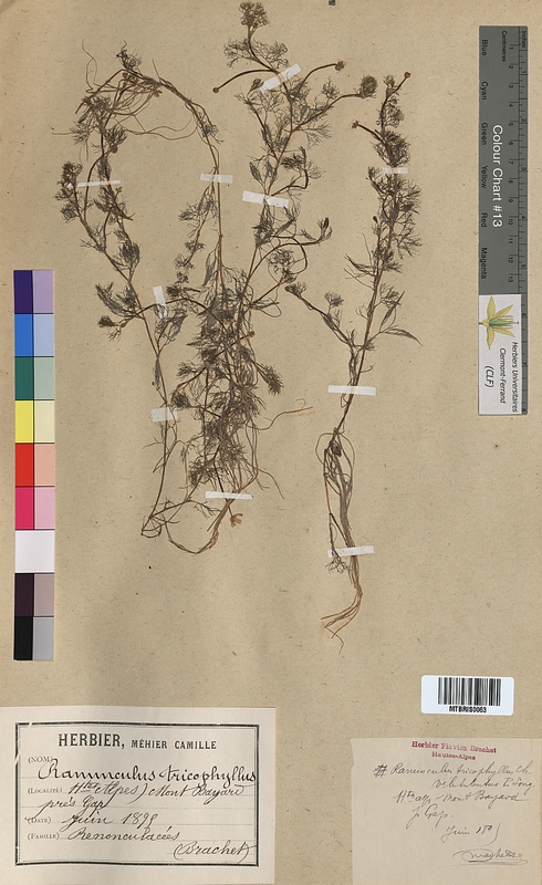 Ranunculus trichophyllus (Ranunculaceae)
