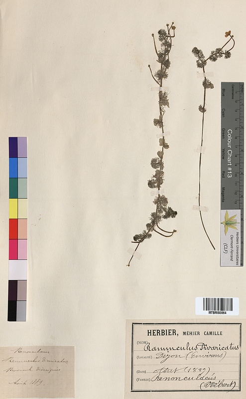 Ranunculus divaricatus (Ranunculaceae)