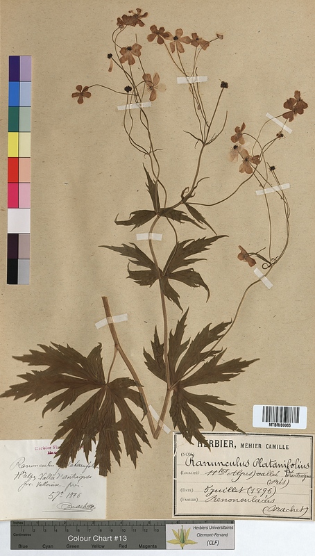 Ranunculus platanifolius (Ranunculaceae)