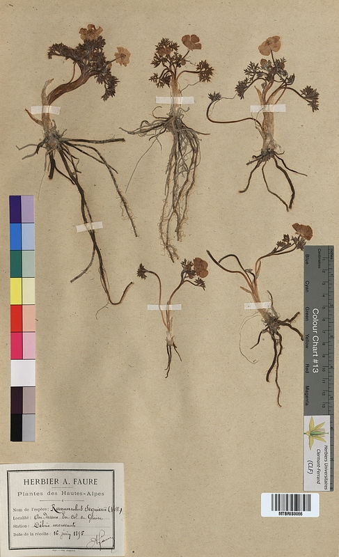 Ranunculus seguieri (Ranunculaceae)