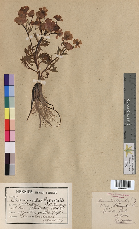 Ranunculus glacialis (Ranunculaceae)