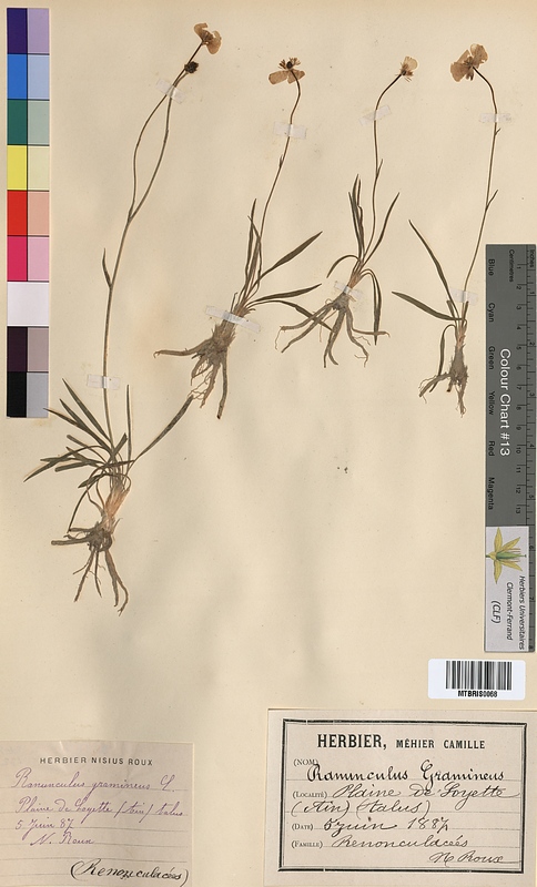 Ranunculus gramineus (Ranunculaceae)