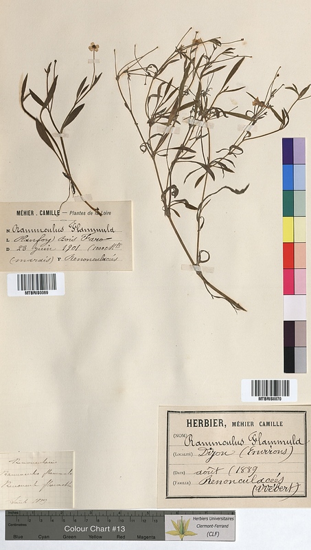 Ranunculus flammula (Ranunculaceae)