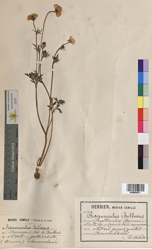 Ranunculus bulbosus (Ranunculaceae)