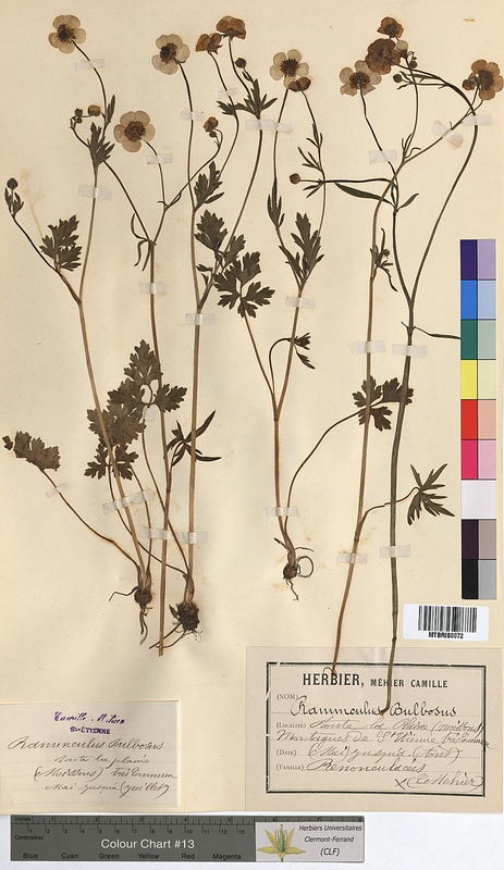 Ranunculus bulbosus (Ranunculaceae)