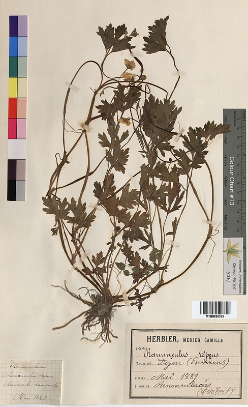 Ranunculus repens (Ranunculaceae)