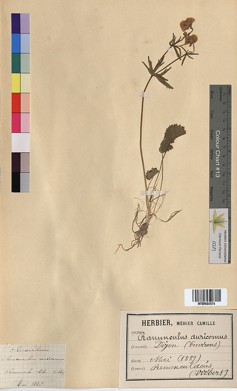 Ranunculus auricomus (Ranunculaceae)