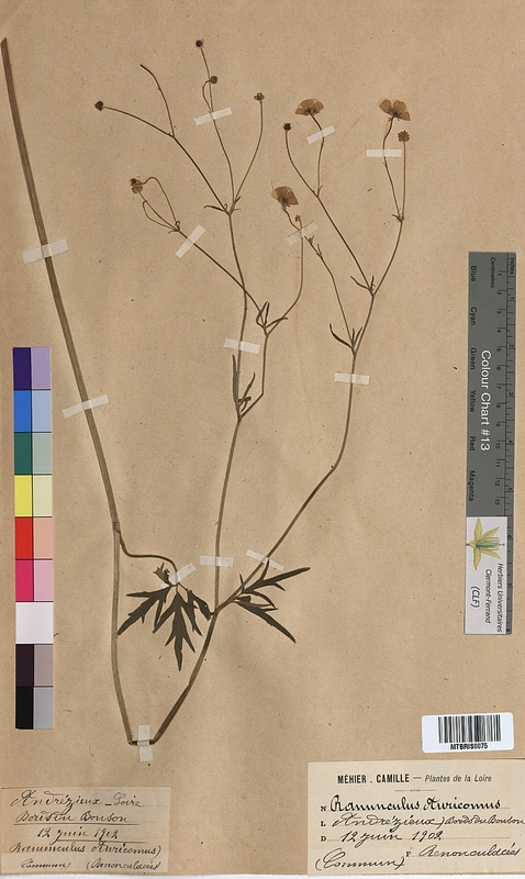 Ranunculus auricomus (Ranunculaceae)