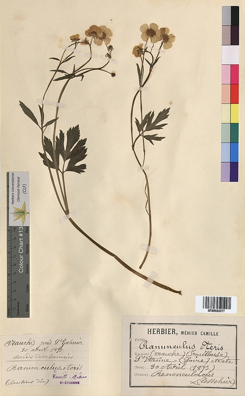 Ranunculus acris (Ranunculaceae)