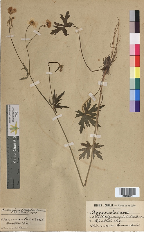 Ranunculus acris (Ranunculaceae)