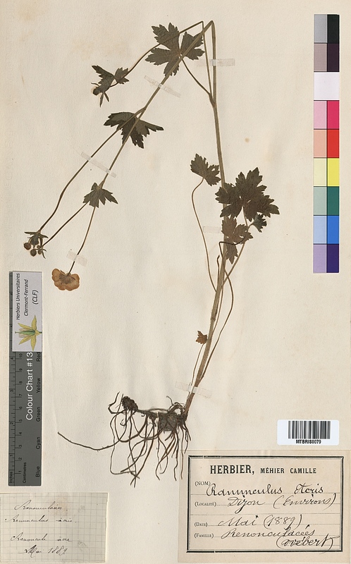 Ranunculus acris (Ranunculaceae)