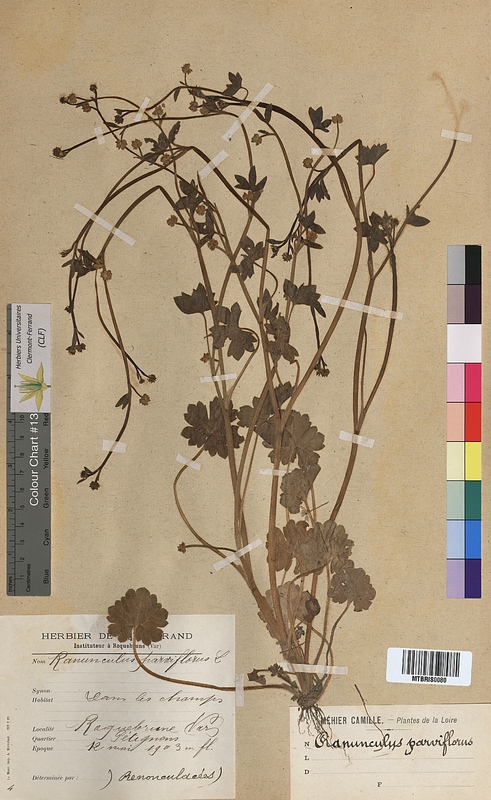 Ranunculus parviflorus (Ranunculaceae)