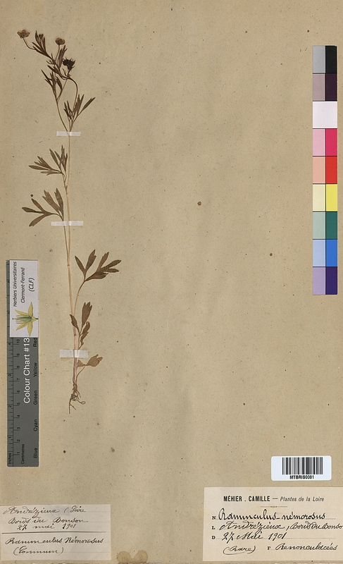 Ranunculus nemorosus (Ranunculaceae)