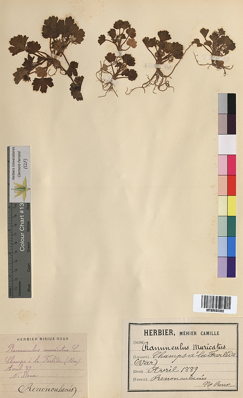 Ranunculus muricatus (Ranunculaceae)