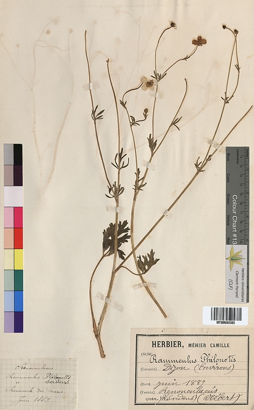 Ranunculus philonotis (Ranunculaceae)