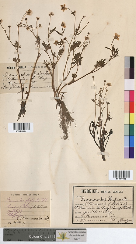 Ranunculus philonotis (Ranunculaceae)