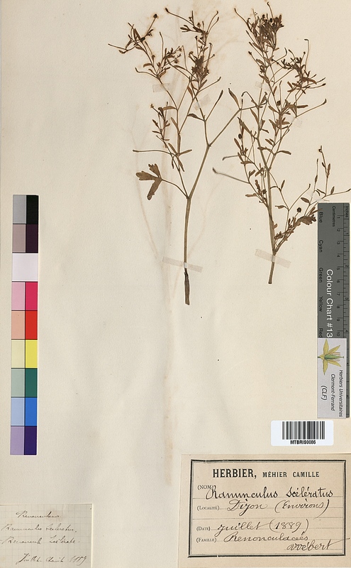 Ranunculus sceleratus (Ranunculaceae)