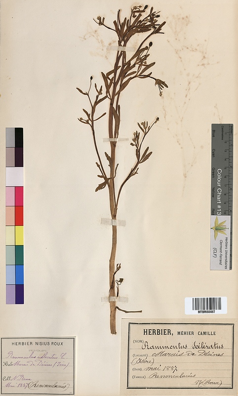 Ranunculus sceleratus (Ranunculaceae)