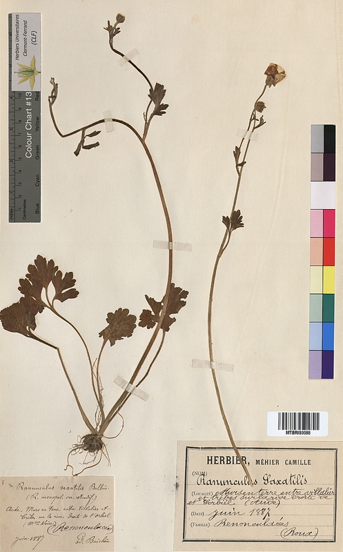 Ranunculus saxatilis (Ranunculaceae)