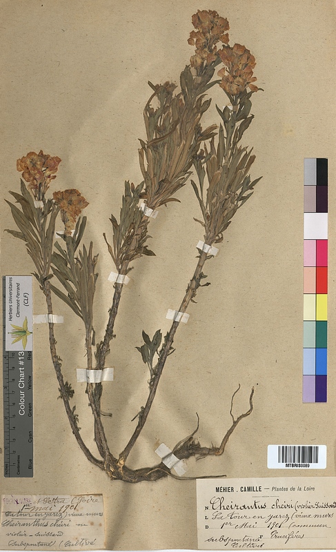 Cheiranthus cheiri (Brassicaceae)
