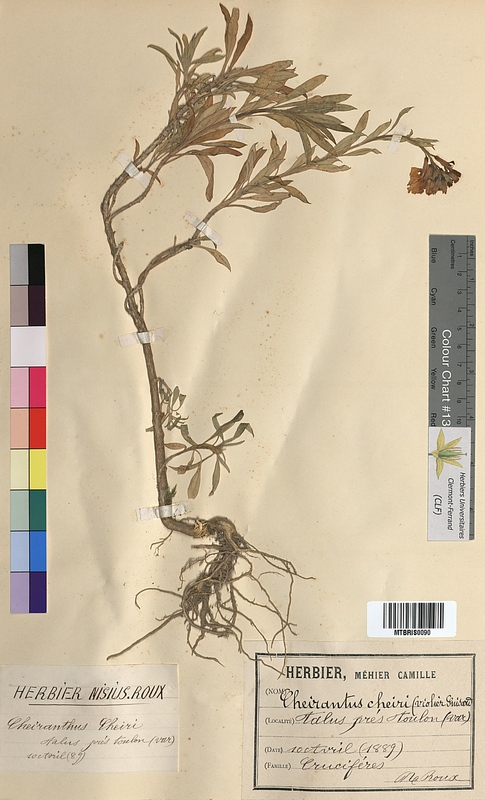 Cheiranthus cheiri (Brassicaceae)